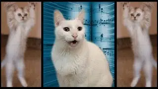 Cats Sing Classical Music - Can Can - Cats Version - Cats Parody