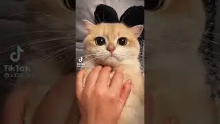 Кот