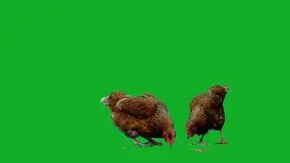 chicChicken (Animal) Green Screen Background (Real Shoot)