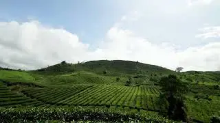 Footage _ Background _ Timelapse _ Kebun Teh