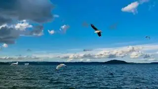 The Wind Beneath My Wings
