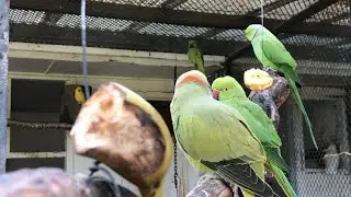These Beautiful Parrots Must Love Bananas so much