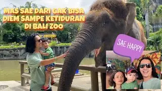 SAE HAPPY KETEMU HEWAN FAVORIT DI BALI | Ngasih Makan Harimau Dan Gajah