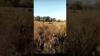 Бегу за коровой в поле под музыку
