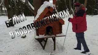 белки в Воздвиженском 2018