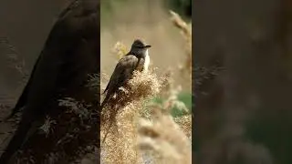 Дроздовидная Камышовка / Great reed warbler 