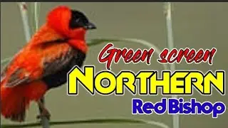 BURUNG KICAU