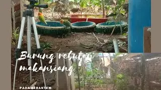 burung mkan siang rame rebutan