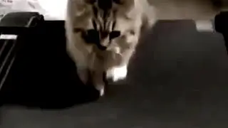Тренировка Неуловимых. Кошка тренирует кота.