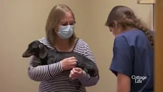 Spay/Neuter clinic and Goat Yoga | Dr Savannah: Wild Rose Vet