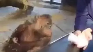 Впечатлена  Видео приколы