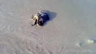 Crab burying itself in the sand