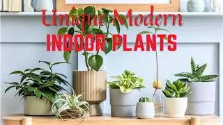 Unique Modern Indoor Plants Decor Ideas, Interior Design Ideas