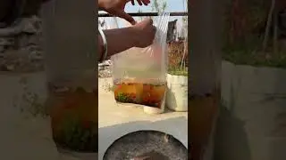 Maggi making in plastic bag 