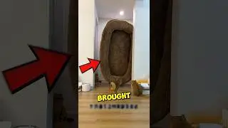 This MATTRESS Was Meant For The Cats 