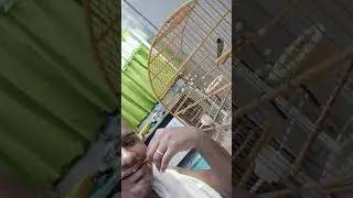 Papa Capim Viviti Soltando o canto pra cima