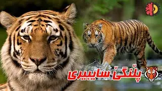 پڵنگێ سه‌یبیری