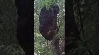 Где-то на Кавказе 👍