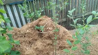 Прирост голубики за сезон 1метр 57см.