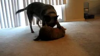 Shiela and Mr Ghey duke it out