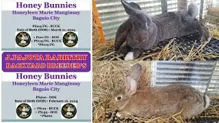 Ps200 & Ps119/FG Line from HB Rabbitry *Baguio ''J. Pajota Rabbitry''