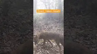 İstanbul da çakal görüntüleri #fotokapan #nature #wildlife
