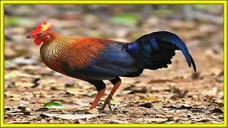 Meet the Chicken Living in the Forest!! - SRI LANKAN JUNGLEFOWL