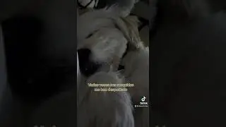 Mi perro ronca!