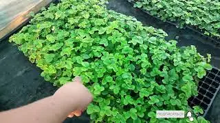 Высаживаем клубнику сорта  Априка. Достойный сорт, место быть на огороде.