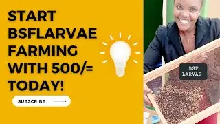 Black Soldier Fly larvae farming-What you need to know before starting