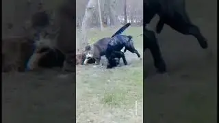 komik videolar