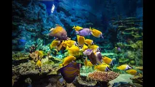 АДЛЕР .Океанариум в Сочи. Sochi Discovery World Aquarium .