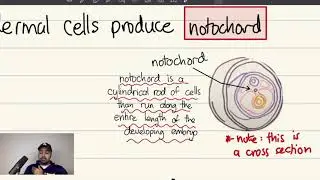 Organogenesis/Neurulation