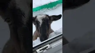 Привет от Афинки ❤️❤️❤️