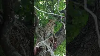 Ntsumi & cubs on a kill