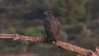 Goshawk