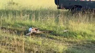 When a tourist car interrupts your meal