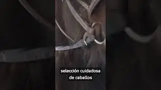 ¿CONOCES el ORIGEN de los CABALLOS PURA SANGRE?#shorts #short #horse