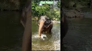 #thai