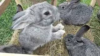 Ринок тварин!! Серія 3. Огляд та ціни на тварин!!!!