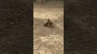 Кабкчанг Душанбе