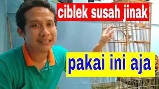 cara menjinakan ciblek yang susah jinak dengan hal ini