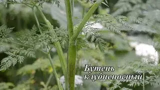 Бутень клубненосный.  Дикорастущее съедобное растение