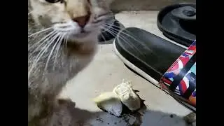 Cat eat Durian | Kucing makan Durian