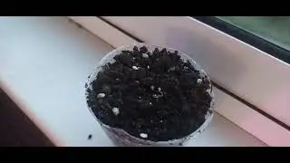 История про лимон ( 1 серия  )