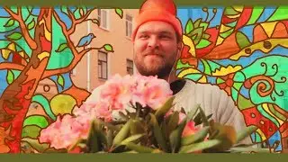 Скальд-Рододендрон (2017)
