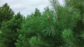Песня о счастливых ключах