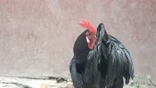গ্রামে হাঁস - মুরগি পালন।