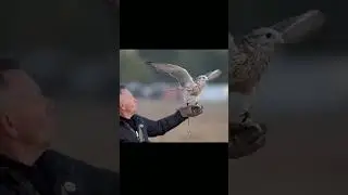 The largest peregrine falcon in the world. #shorts