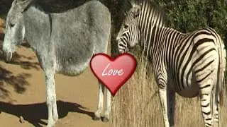 What Happened When Zebra Mated with Donkey?